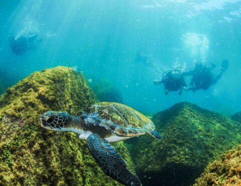 Foto de tartaruga marinha com mergulhadores