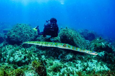 Foto de mergulhador com peixe corneta